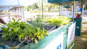 Feirinha conscientiza população a plantar mais