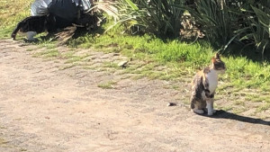 Funcionário de condomínio em Camaçari é diagnosticado com esporotricose; superpopulação de gatos seria causa