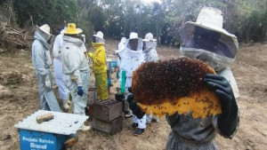 Apicultores aprendem a produzir cera de abelha na Bahia