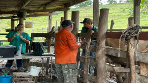 Mata de São João inicia inseminação de gado leiteiro