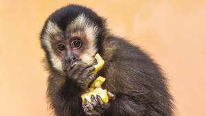 Macacos como pets? Especialistas chamam atenção para exploração dos animais nas redes sociais