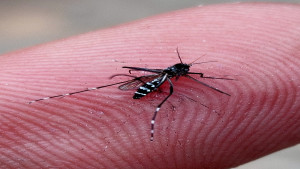 Outono: Moradores de Busca Vida estão sendo alertados para combater a dengue, outras arboviroses e a raiva