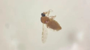 Casos confirmados da febre do Oropouche sobem para 95 na Bahia