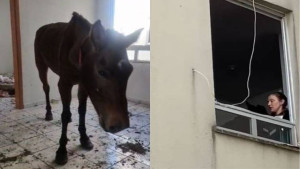 Cavalo desnutrido é encontrado em terceiro andar de prédio no Rio Grande do Sul