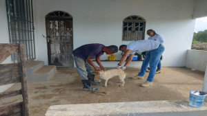 Mais de 1.300 animais são vacinados no Dia D da vacinação antirrábica em Camaçari