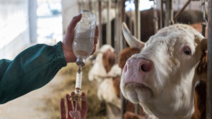 Vigilância epidemiológica de Guanambi confirma caso de raiva bovina