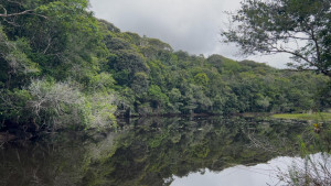 Cultivo sustentável de eucalipto pela Bracell contribui para a manutenção dos recursos hídricos