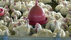 Brasil se declara livre da gripe aviária após 28 dias sem novos casos em granjas