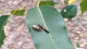 Controle biológico agrega sustentabilidade à proteção dos plantios de eucalipto