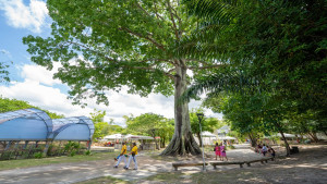 Programa Frutos de Camaçari promove entrega de mudas para agricultores familiares
