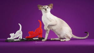 Com mais de 20 espécies, Mostra de Gatos da GatoGrupo acontece neste sábado (31) em Lauro de Freitas