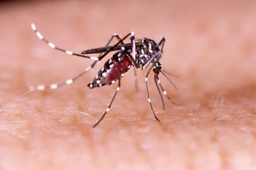 Casos de dengue em gestantes aumentam 345% no Brasil em 2024